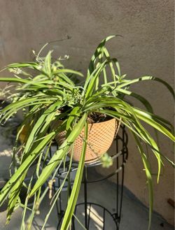 Spider plant