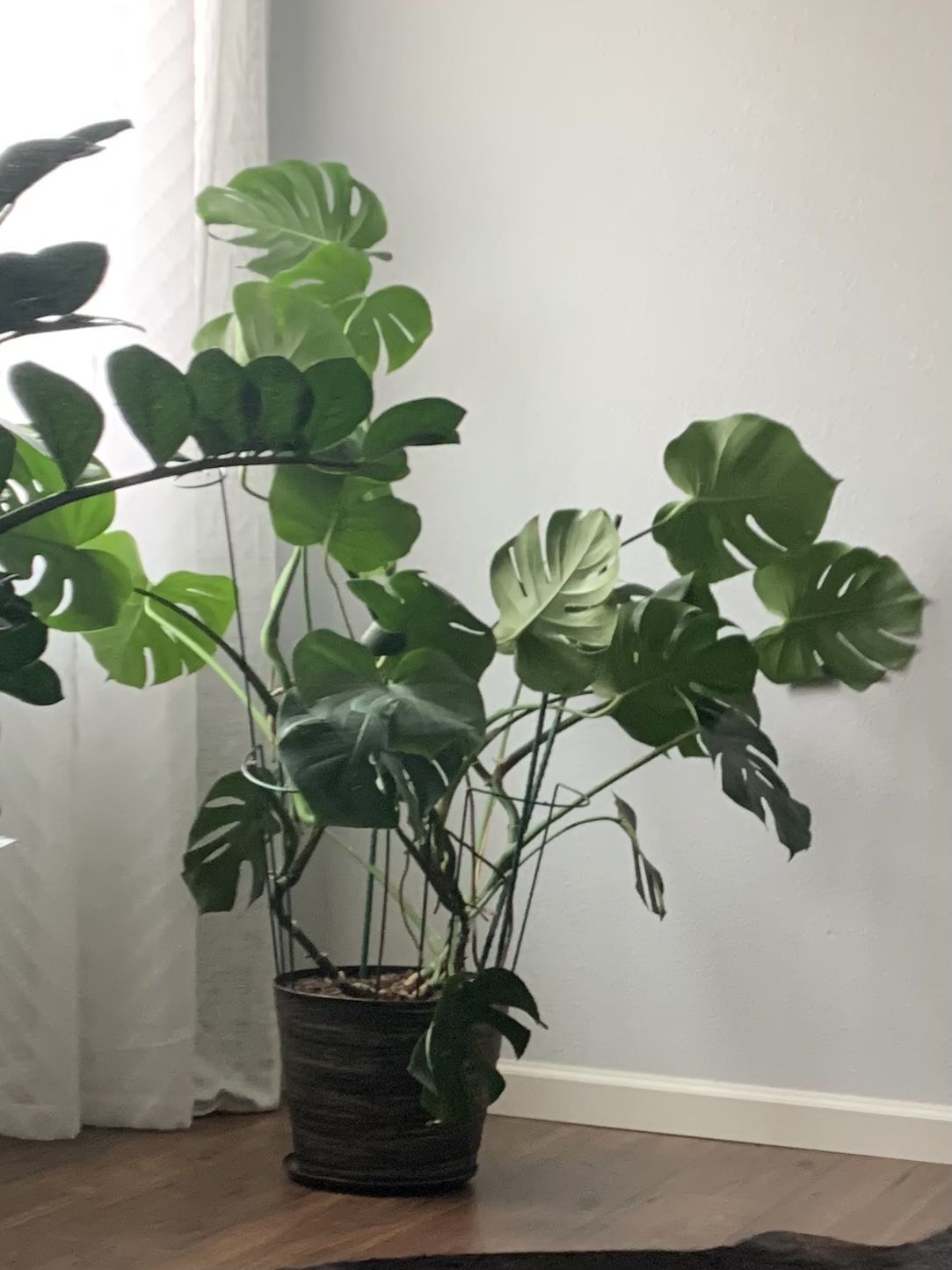 Beautiful Large Indoor Plant, Super Healthy $55