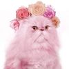 Milady