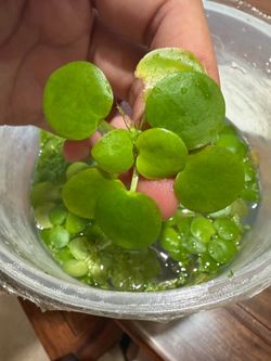 Amazon frogbit from my shrimp tank healthy