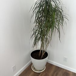Plant With Modern White Planter