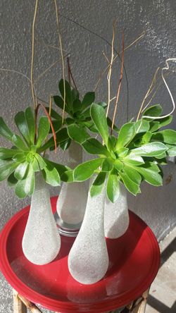 3 succulents for mother day