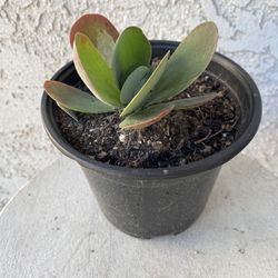 6 Inch Pot Succulent Plant - Kalanchoe Tetraphylla - Flapjack - Rooted & Established - Drought Resistant - 🪴