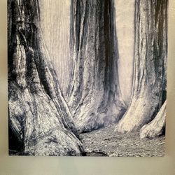 Redwood Fog Forest Large Canvas Print 3’x3’