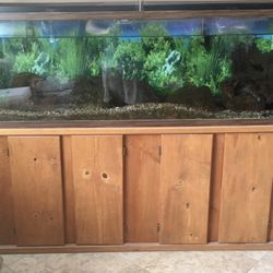 Large Aquarium Fish Tank
