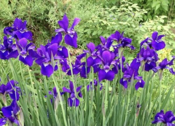 Siberian Iris (purple) - 4 inch pot - 3-4 plants per pot