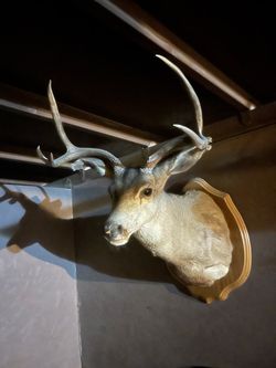 Real deer head
