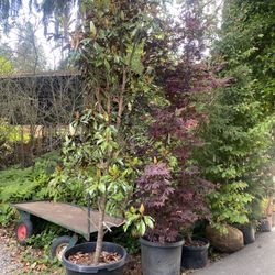 XL Southern Magnolia Trees —