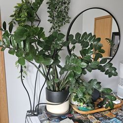 Large ZZ Plant – ~3ft Tall in Ceramic Planter 🌿