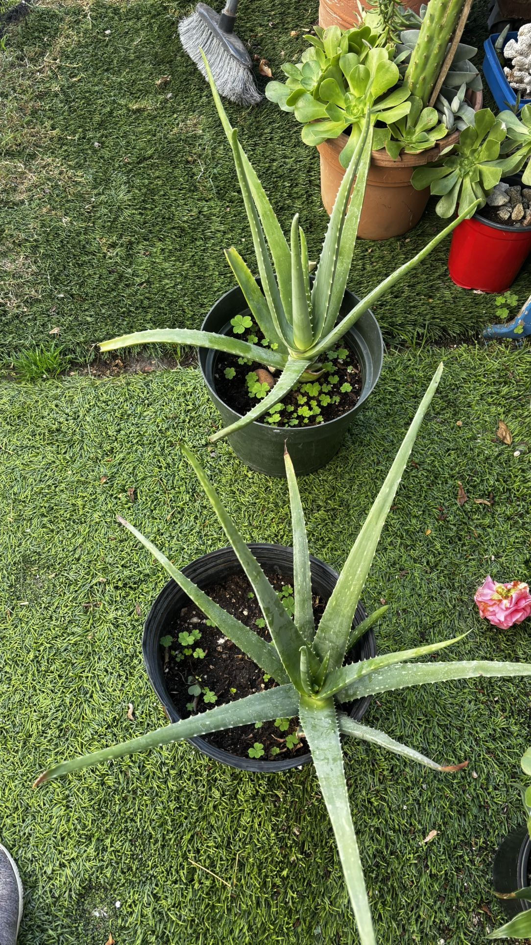 Healthy Aloe Vera Plants In A 3 Gallon Plastic Pot