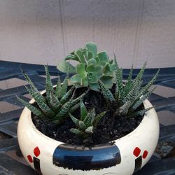 Succulents