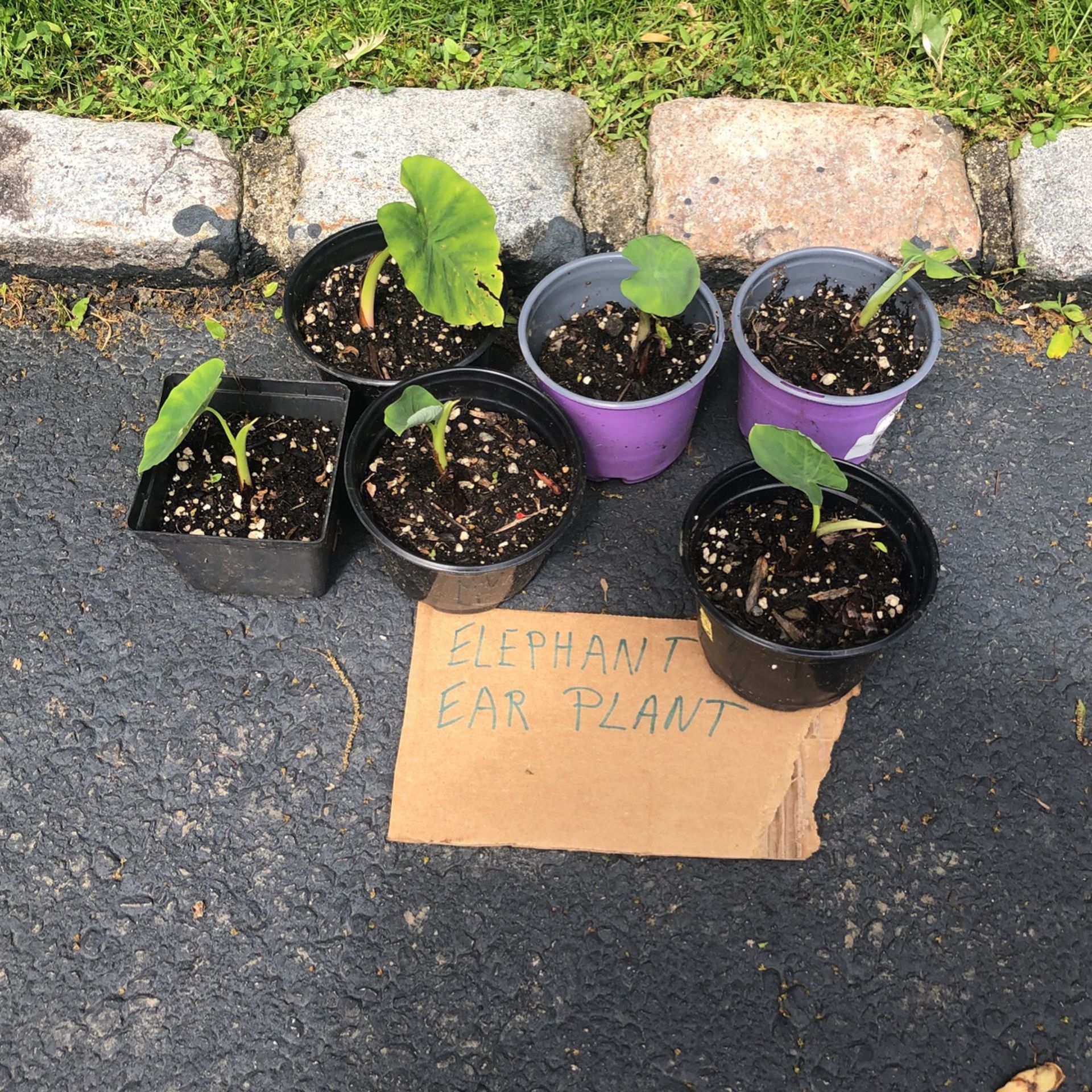 Elephant Ears Plant