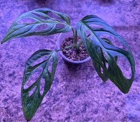 Monstera Adansonii Indo mint