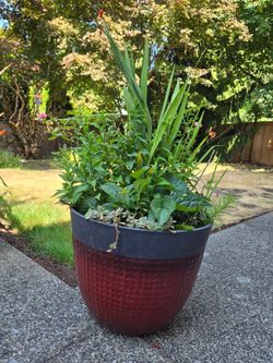 Large Red Textured Planter with Mixed Live Plants