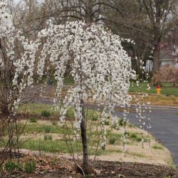 Snow Fountain Weeping Tree 