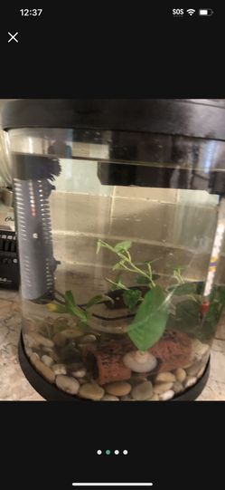 Aquarium For Fishes Tank No Fish 