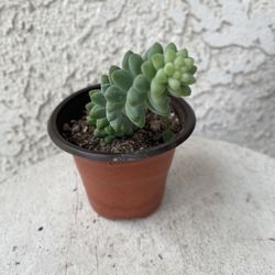 3 Inch Pot Succulent Plant - Sedum Morganianum - Burrito Donkey's-tail - Rooted & Established - Drought Resistant 🪴
