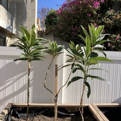 3rd Year Loquat Tree Suckers (May Fruit Soon If Transferred To Ground)