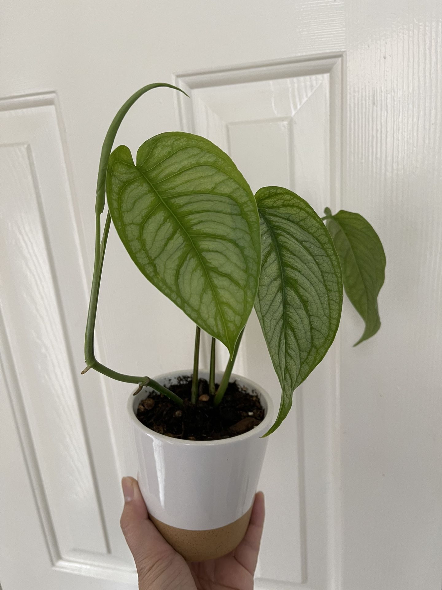 spiritu sancti philodendron Philodendron Spiritus Sancti – Flora Magnifica Australia main image 1