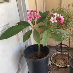 Planta Hawaiana