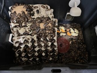 Dubia Roaches - All Sizes