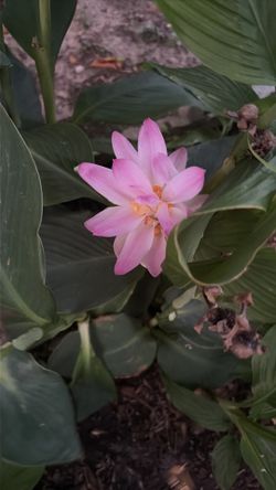 Planta de níspero con una planta extra de cúrcuma