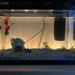10 Gallon Fish Tank & Supplies
