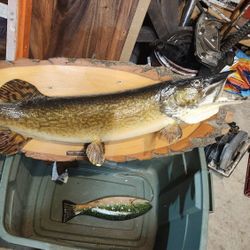Taxidermy Musky,bass,pike And More