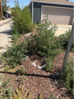 Garden, Herb cleaner