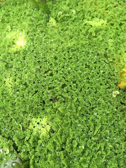 Azolla / Duckweed Floating Live Aquatic Plant Pond Or Aquarium 1/4th cup $2.00