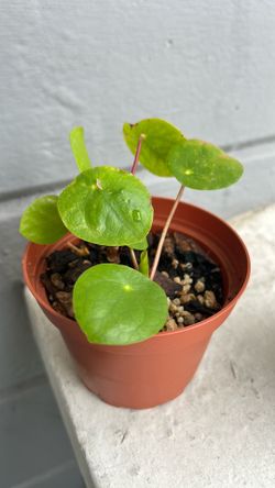 pilea plant