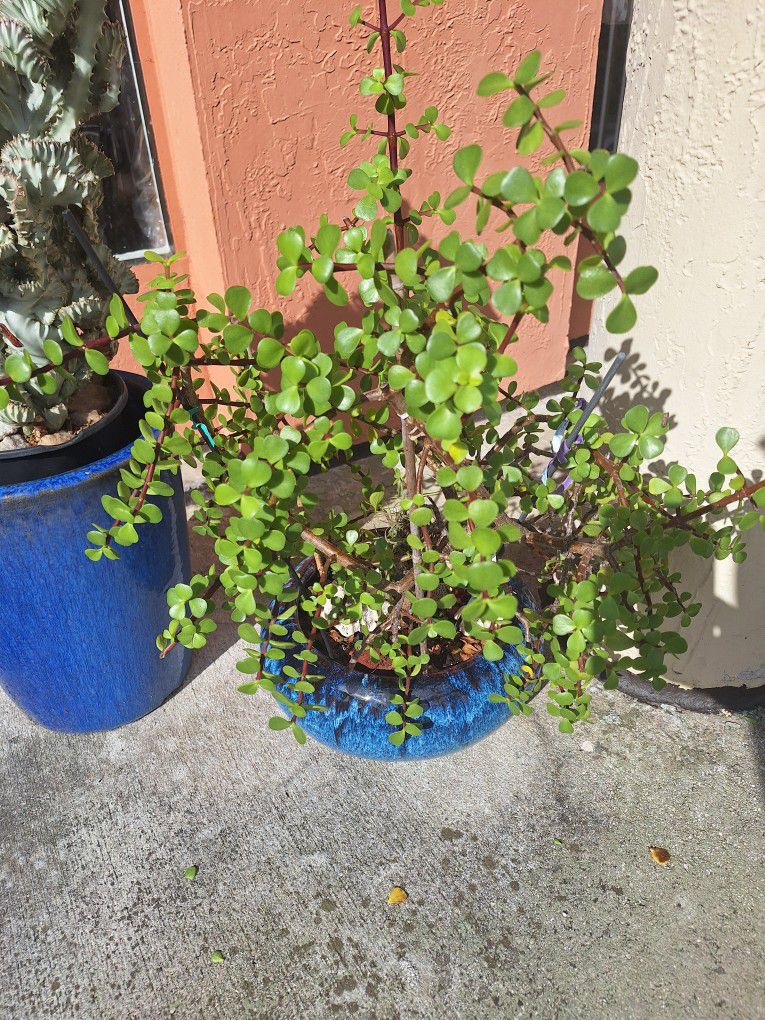 Jade Plant Cuttings.. 3 For $5