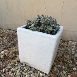 Flower Pot with Sage