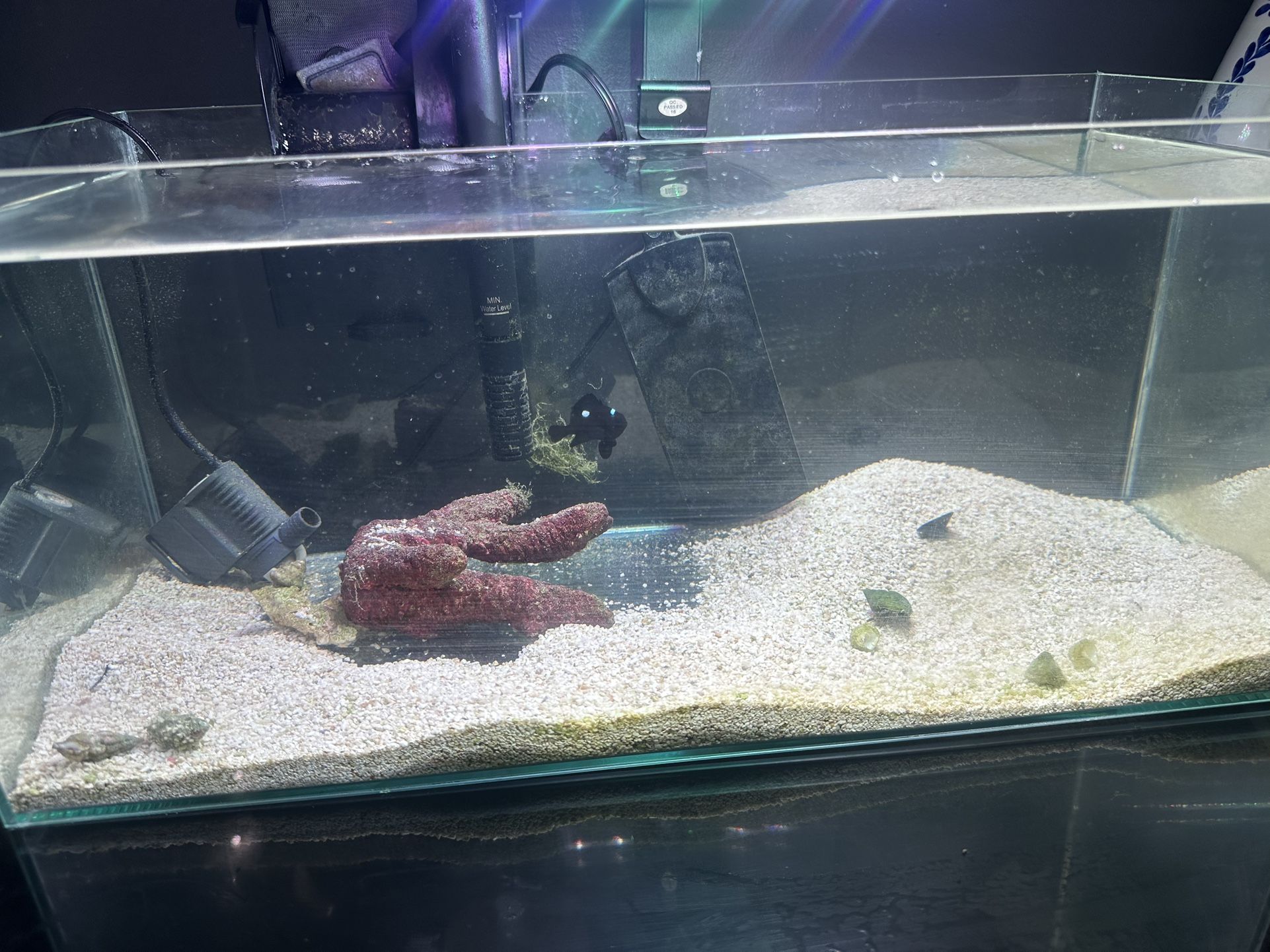 6G Pico Tank Saltwater