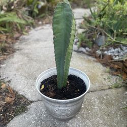 Cactus - White flowers Red fruit