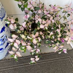 Blushing Bride Plant 
