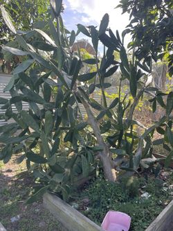 Prickly Pear Cactus