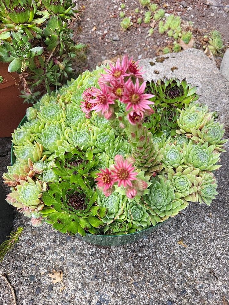 Sedum Mini Planters