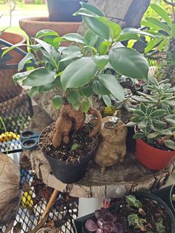 Small bonsai tree