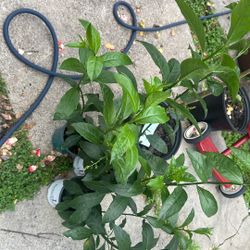 Plant Sale