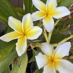 Rooted Plumeria 2ft-6ft Plants Starting $20-$120