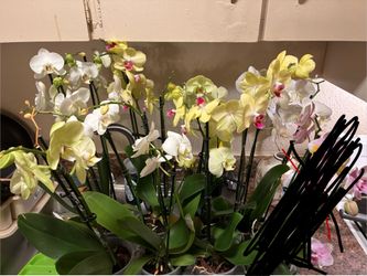 Orchid Plants
