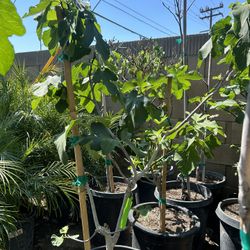Fig Fruit Tree