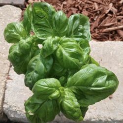 Healthy Basil Or Mint Plant 🪴 