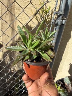 Mother of Thousands Succulent (Kalanchoe daigremontiana) Mala Madre