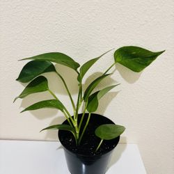 Pothos Plants 6 inch Pot