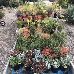 Lrg 1gal succulents 5 for $30