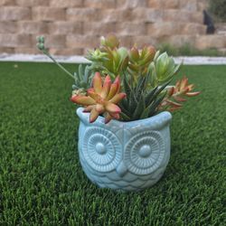 Owl Pot With Succulents