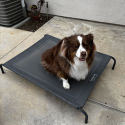 Outdoor Raised Dog Bed