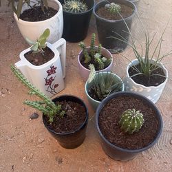 Plants